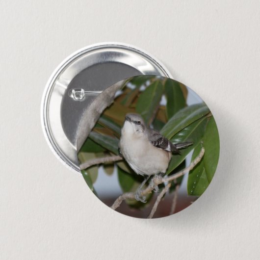 Mockingbutton -マグノリアの北のマネシツグミ 缶バッジ (正面&裏面)