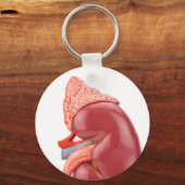 Model human kidney outside キーホルダー (正面)