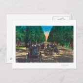 Model-T Fords on Kearney AvenueFresno, CA ポストカード (正面/裏面)