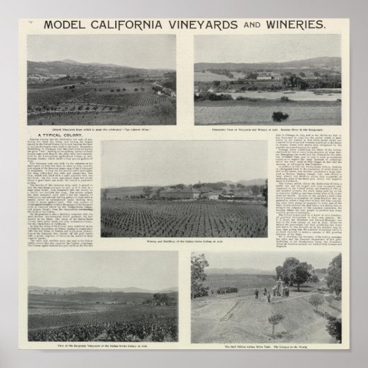 Model Vineyards,カリフォルニア ポスター (正面)