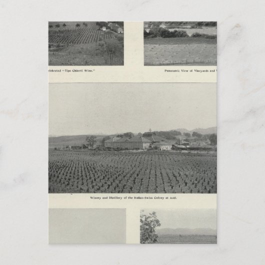 Model Vineyards,カリフォルニア ポストカード (正面)