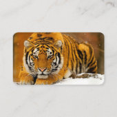 Modern Animal Art Card Set – Tiger & Fantasy Bird 名刺 (正面)