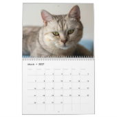 Modern Cute Funny Pet Kitten Cat Photos Calendar カレンダー (3月 2027)