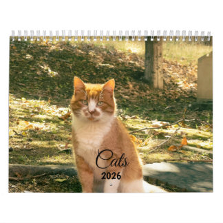 Modern Cute Funny Pet Kitten Cat Photos Calendar カレンダー