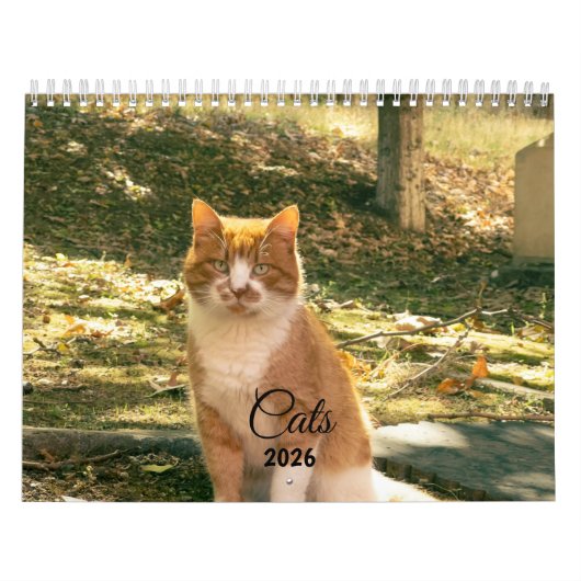 Modern Cute Funny Pet Kitten Cat Photos Calendar カレンダー (カバー)