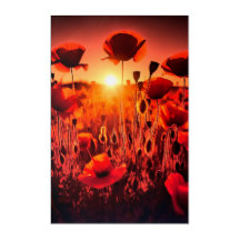 Mohn im Gegenlicht