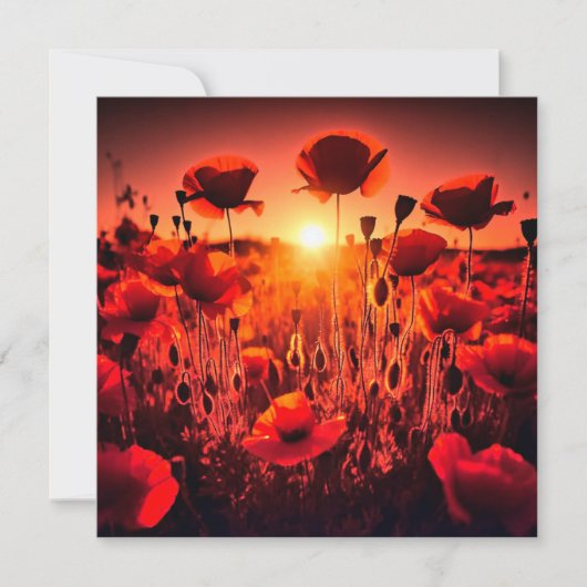 Mohn im Gegenlicht カード (正面)