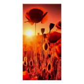 Mohn im Gegenlicht ポスター (正面)