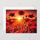 Mohn im Gegenlicht ポストカード (正面/裏面)
