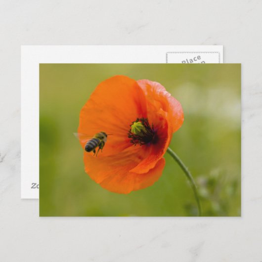 Mohn mit Biene ポストカード (正面/裏面)