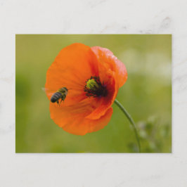 Mohn mit Biene ポストカード