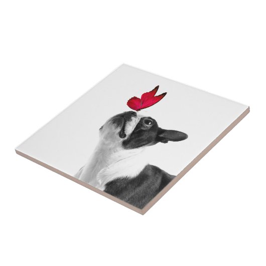 Mollie Mäusekind Boston Terrier タイル (側面)