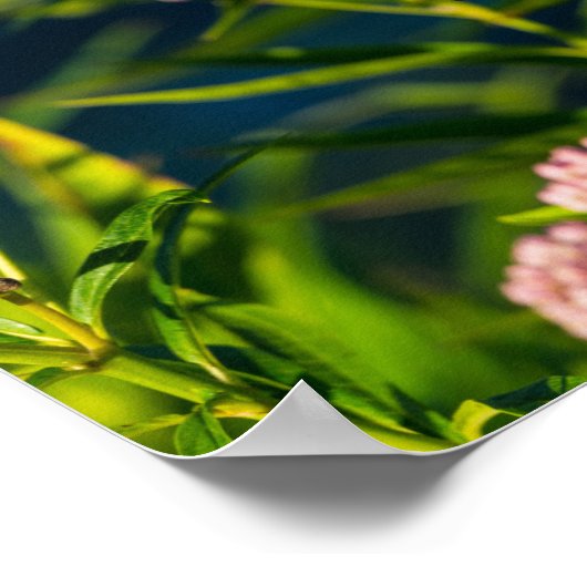 Monarch And Milkweed ポスター (角)