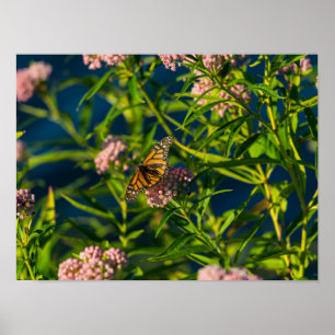 Monarch And Milkweed ポスター