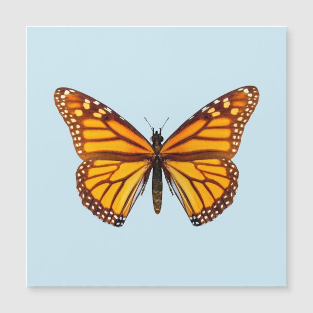 Monarch Butterfly (正面)
