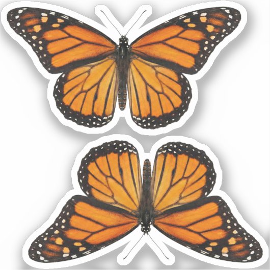 Monarch Butterfly シール (正面)