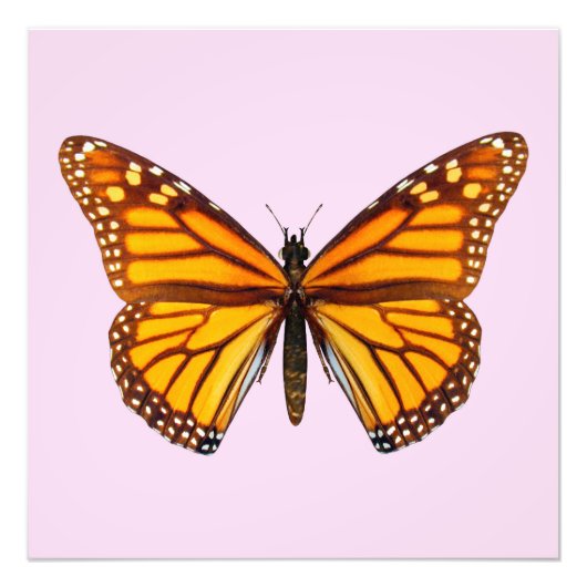 Monarch Butterfly フォトプリント (正面)