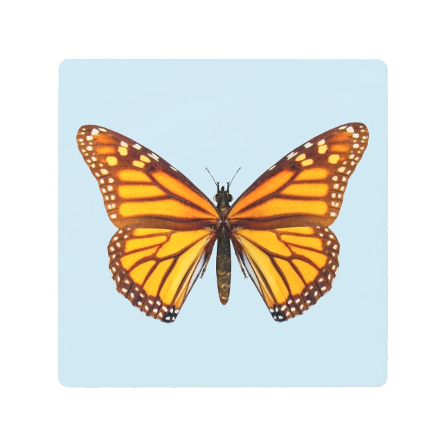 Monarch Butterfly メタルプリント (正面)
