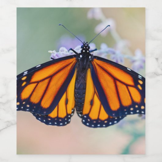 Monarch Butterfly ワインラベル (シングルラベル)