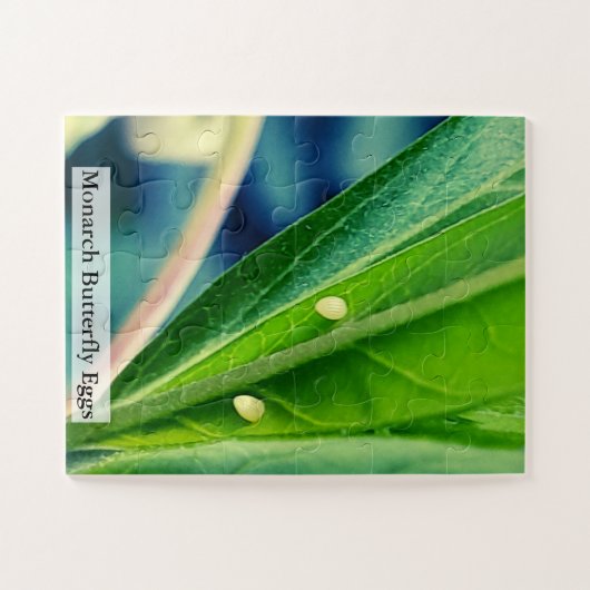 Monarch Butterfly Eggs 30Pcs ジグソーパズル (横)