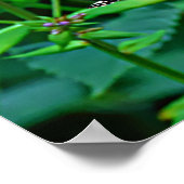 Monarch Butterfly in Flowers ポスター (角)