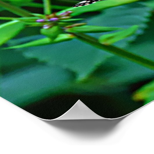 Monarch Butterfly in Flowers ポスター (角)