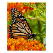 Monarch butterfly on butterfly bush ポスター (正面)