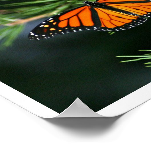 Monarch Butterfly on Pine ポスター (角)