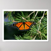 Monarch Butterfly on Pine ポスター (正面)