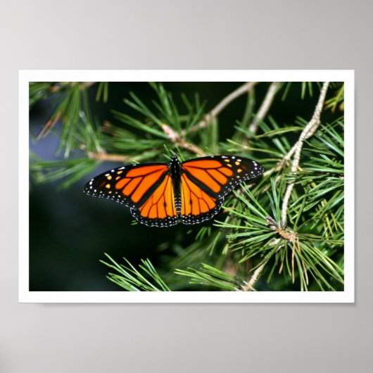 Monarch Butterfly on Pine ポスター (正面)