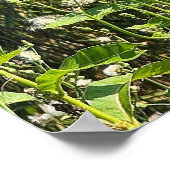 Monarch Butterfly Photo Poster ポスター (角)