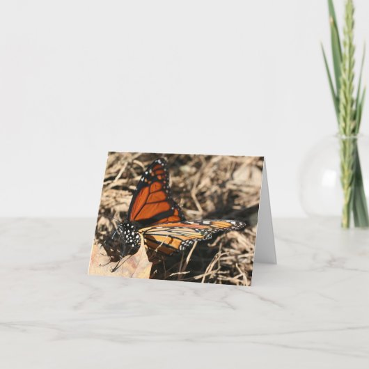 Monarch Butterfly Posing Nature Photography Note カード (正面)
