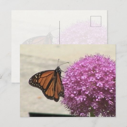 Monarch Butterfly Postcard ポストカード (正面/裏面)