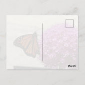 Monarch Butterfly Postcard ポストカード (裏面)