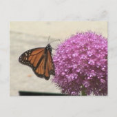 Monarch Butterfly Postcard ポストカード (正面)