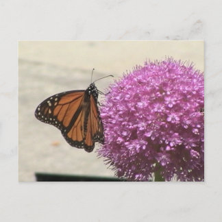 Monarch Butterfly Postcard ポストカード