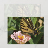 Monarch Butterfly Postcard ポストカード (正面/裏面)