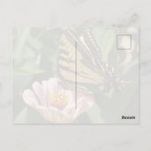 Monarch Butterfly Postcard ポストカード (裏面)