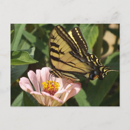 Monarch Butterfly Postcard ポストカード (正面)