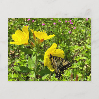 Monarch butterfly, yellow primrose postcard ©️dh シーズンポストカード