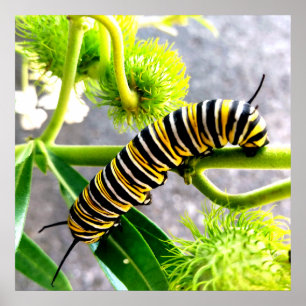 Monarch Caterpillar ポスター