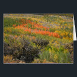 Monetの時<br><div class="desc">Steens山の《植物》アスペンの木</div>