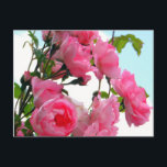 "Monetバラ園"の郵便はがき ポストカード<br><div class="desc">この美しいピンクのバラのデザインは私がGiverny、フランスの有名なペインターのクロード・モネの庭から撮った写真から作成されました。</div>