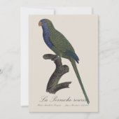 Monk Parakeet or Monk Parrot, Myiopsitta Monachus サンキューカード (正面)