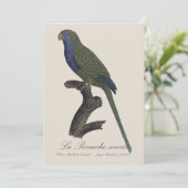 Monk Parakeet or Monk Parrot, Myiopsitta Monachus サンキューカード (スタンド正面)