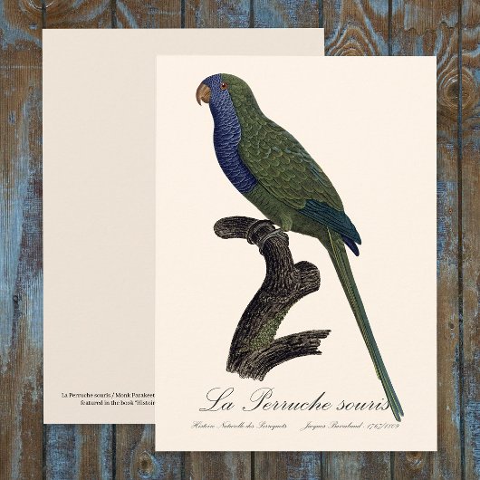Monk Parakeet or Monk Parrot, Myiopsitta Monachus サンキューカード