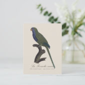 Monk Parakeet or Monk Parrot, Myiopsitta Monachus ポストカード (スタンド正面)
