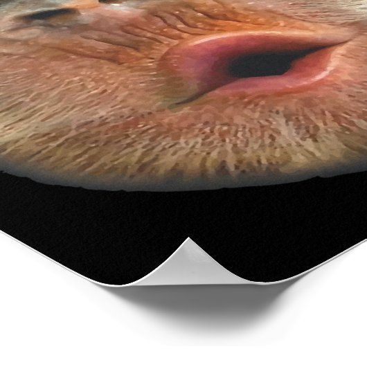 Monkey Blowing Stomach Face  ポスター (角)