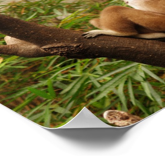 Monkey in a Tree Canvas Print ポスター (角)