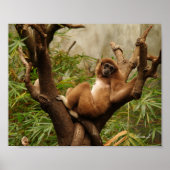 Monkey in a Tree Canvas Print ポスター (正面)